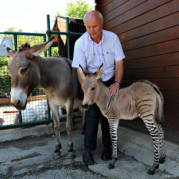 Ippo the Zonkey, a Zebra-Donkey Hybrid, Owes Her Life to Lust 