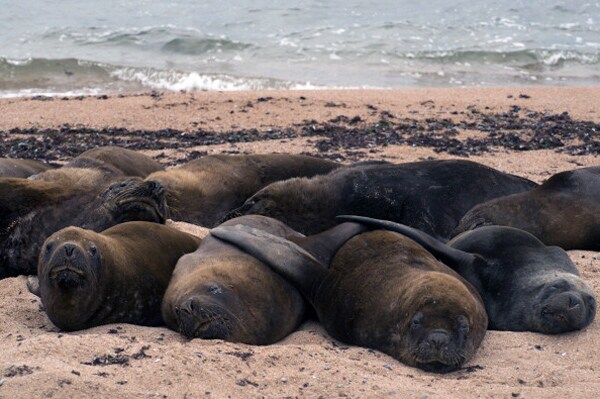 Seals: Tuberculosis Brought From Africa by Animals, Study Finds