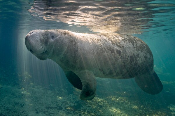 Manatee Population Record at All-Time High in Florida: Report