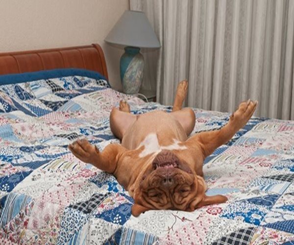 Do Pets in Bedroom Interfere With Sleep?