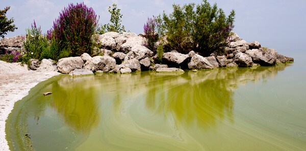 Climate Change: Dead Zones in Bodies of Water Increasing, Study Shows