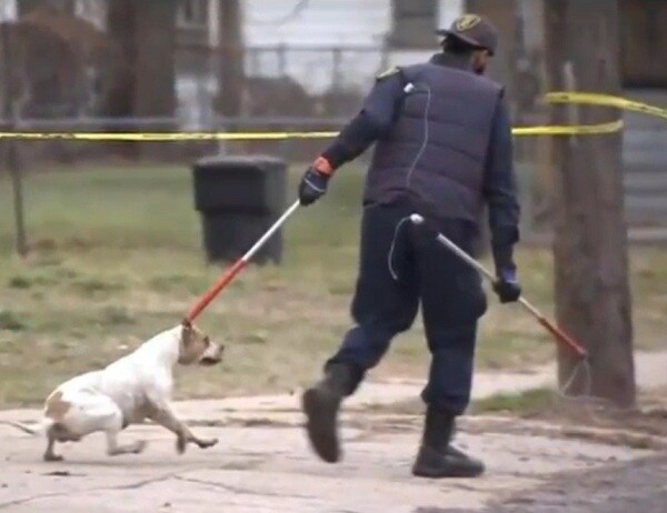 4 Pit Bulls Kill 4-Year-Old Boy Snatched From Mom in Detroit