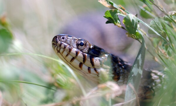 Gilbert De Leon: Snakebites in Both Legs Slowly Kill Him