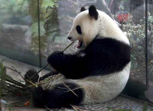 The Twins Are Here! A Second Set of Giant Panda Cubs Has Arrived in Berlin