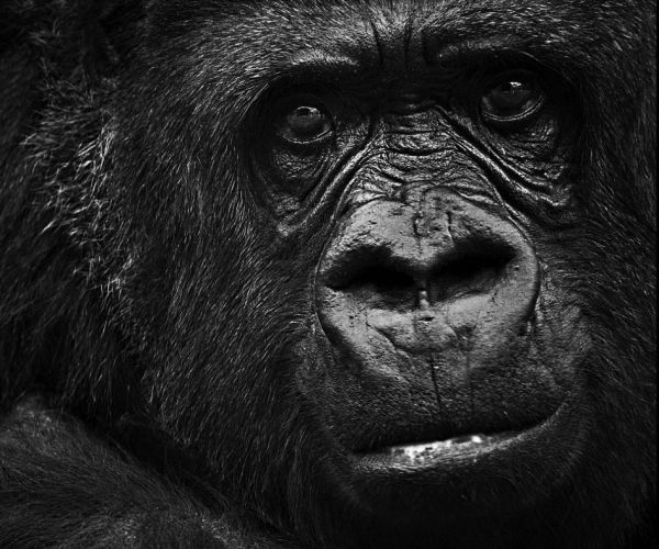 Tiffany the Gorilla Dies: Beloved Topeka Zoo Ape Had Cancer