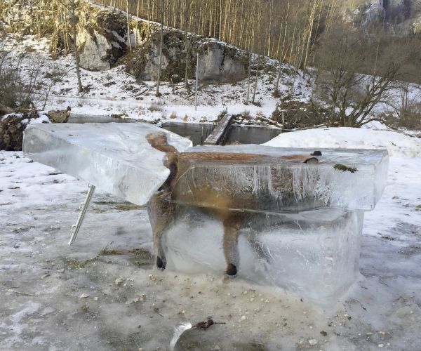 Fox Frozen in Ice: Hunter Uses Discovery to Warn of Winter Dangers