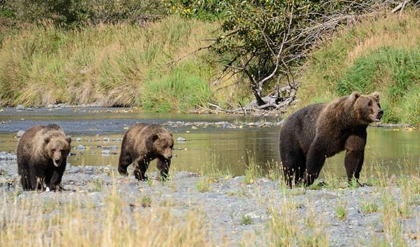 Alaska 6.7 Earthquake Probably Scared More Bears Than People