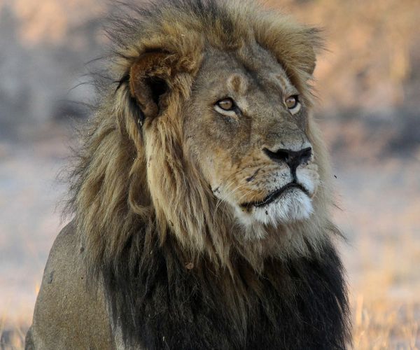 Cecil Hunter's Charges Dropped: Man Who Organized Lion Hunt Cleared