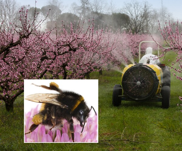 Bumblebees and Pesticides Study: Chemicals Can Affect Insects' Learning