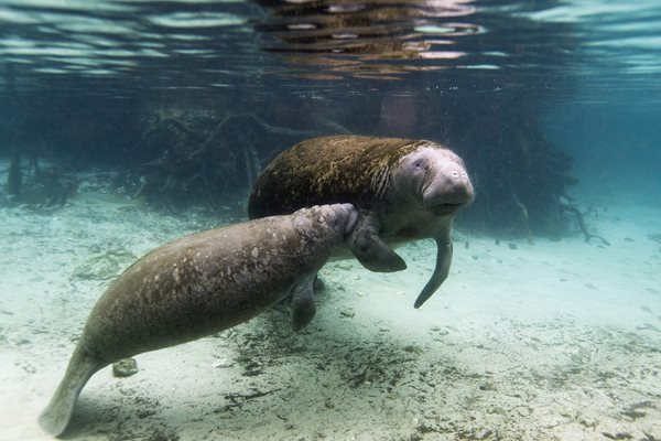 Manatee Twins Born in Florida Chance for a Rare Celebration 