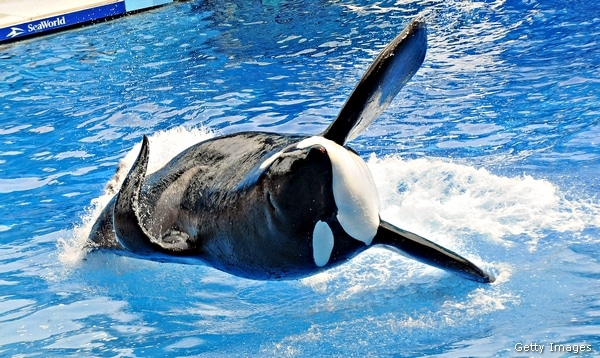 SeaWorld Contact Ban: Park Seeks Overturn, Wants Trainer Interaction