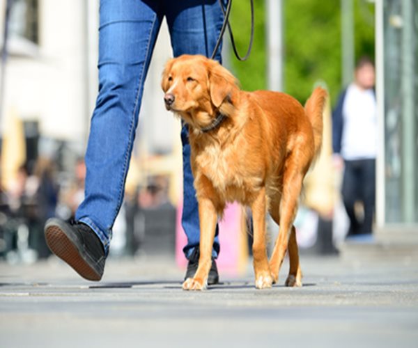 Dog Owners More Likely to Exercise Regularly