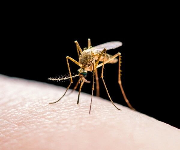 mosquito biting a person