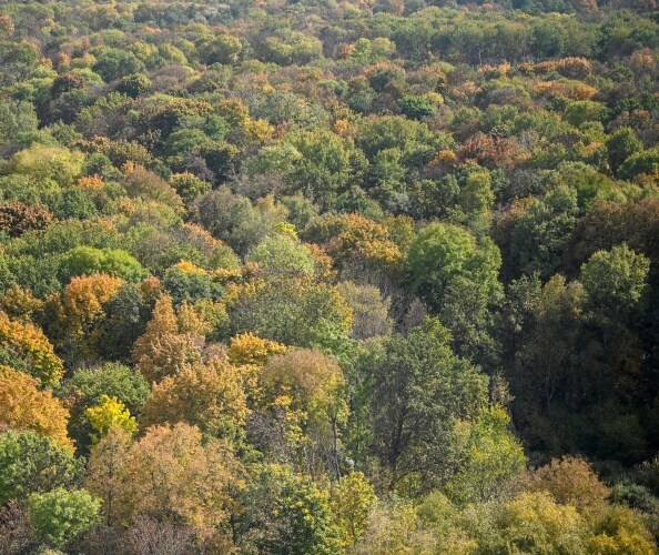 Report: Russia Seeks Clear Cut of Ukrainian Forests