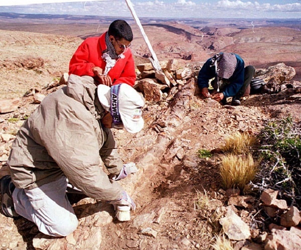 Argentine Dinosaur Fossil: Meat-Eater T-rosalesi Lighter on Feet Than T-rex