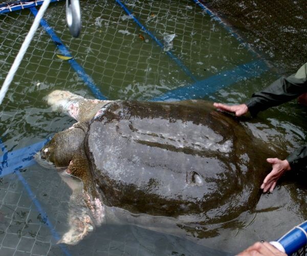 Sacred Vietnamese Turtle Dies: 'Great-Grandfather Turtle' Was Between 80 and 100