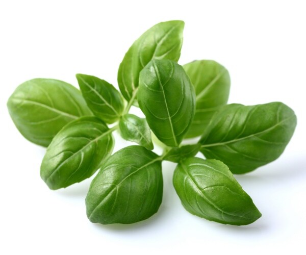 basil