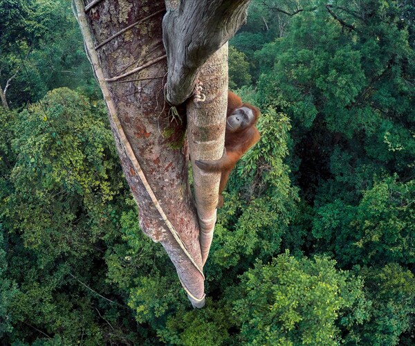 Wildlife Photographer of the Year Scores With Orangutan Pic