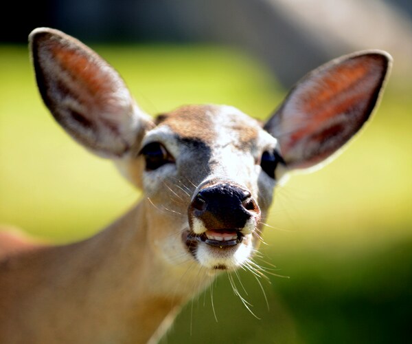 Screwworms in Florida Keys Eating Flesh of Tiny Live Deer