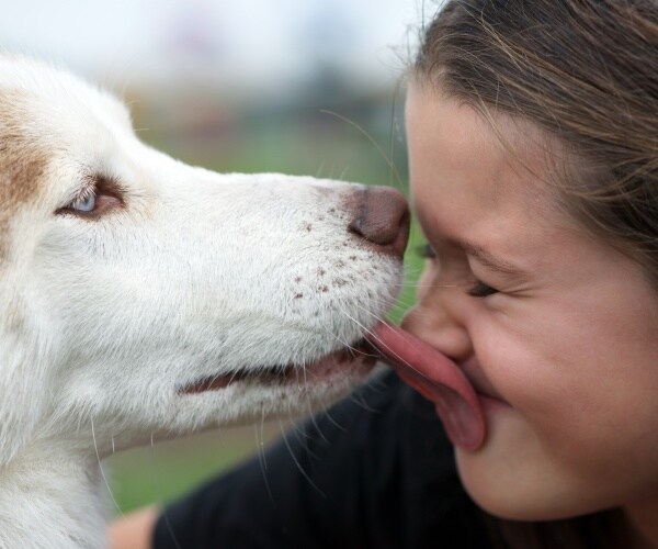 close up of dog licking young girl's face