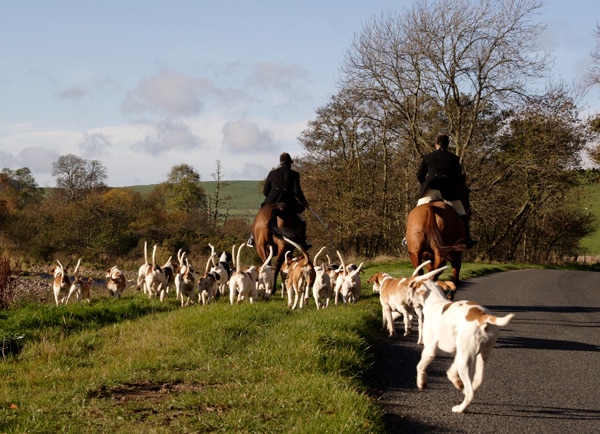 Hunting in Tennessee: Regulations for Hunting with Dogs