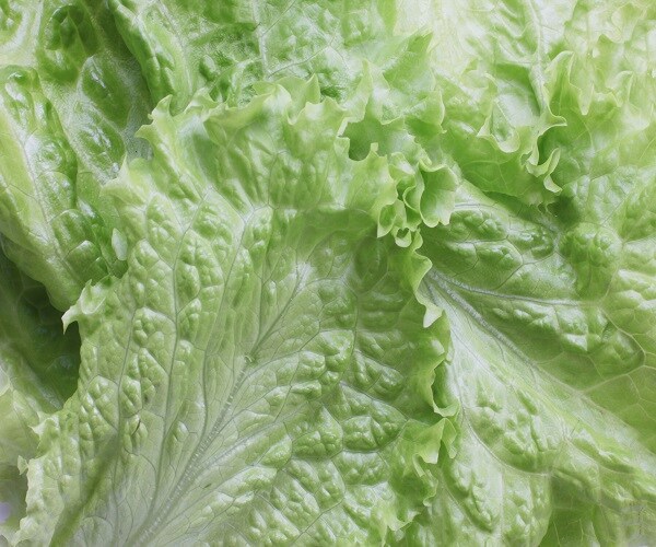 CDC: Romaine Lettuce E Coli Danger May Be Over