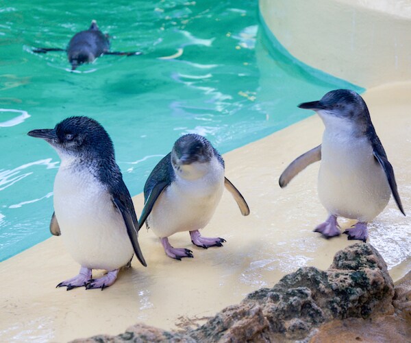 fairy penguins in western australia