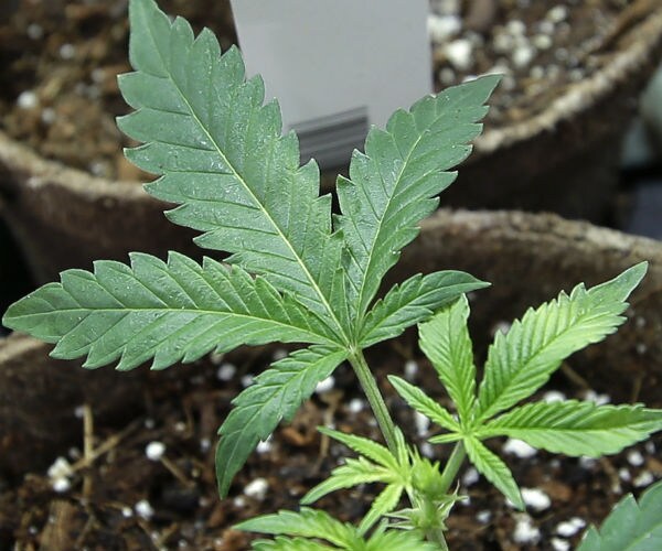  marijuana plant is shown