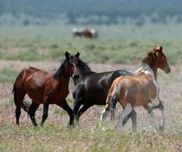 200 Dead Horses Found in Arizona Amid Southwest Drought