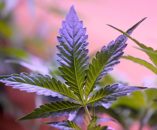 marijuana leaf