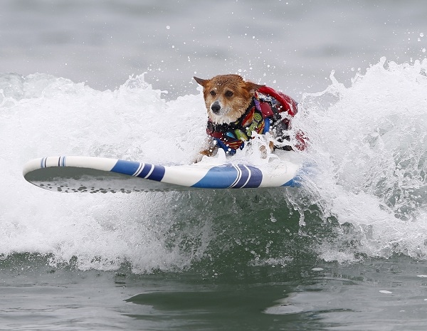 Corgi on Wrong Flight Greeted With 'Aloha' Instead of 'Hi Y'all'