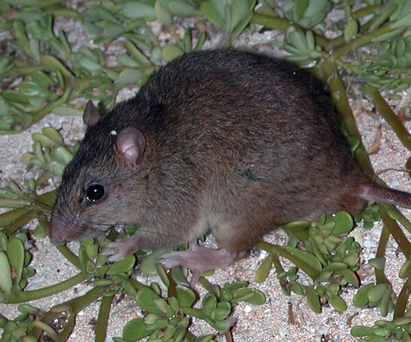 Bramble Cay Melomys Extinct, Climate Change Takes First Life?