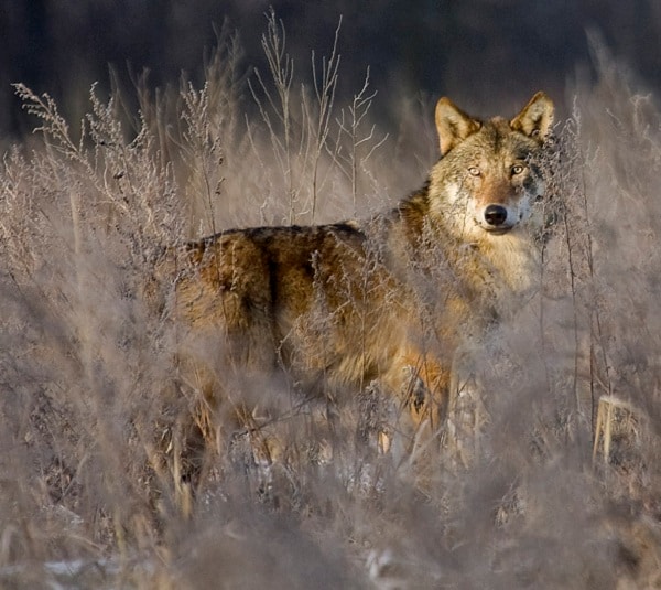 Chernobyl Wildlife Flourishes Where Humans Dare Not Go