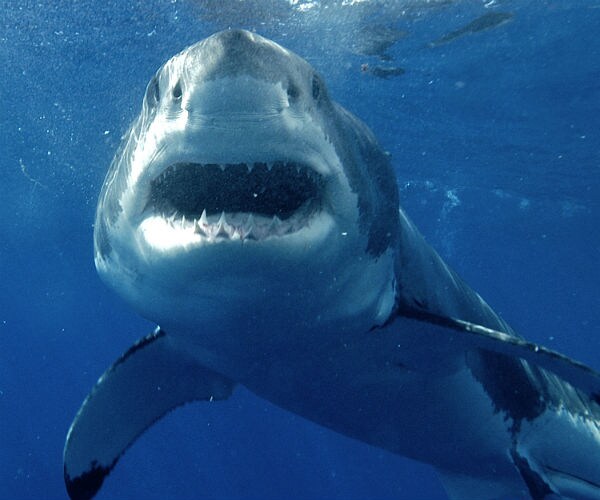 Biologists: Great White Sharks Return To Southern Calif. Coast For Food 