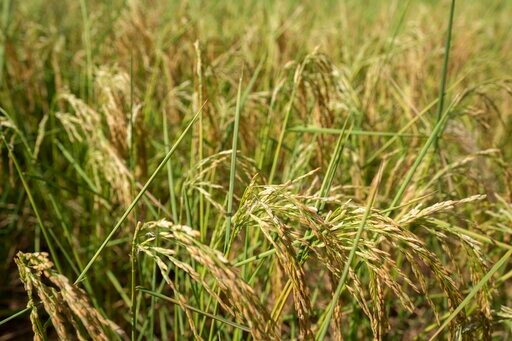 China's Drought-hit Areas Get Rain, Bringing Flood Risks