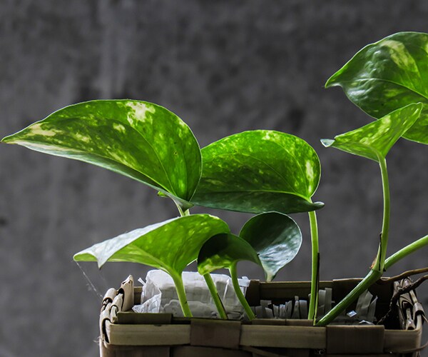 pothos ivy potted plant