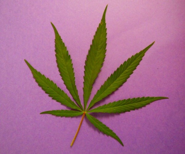 marijuana leaf on a purple background