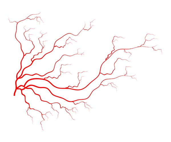 a drawing of a network of blood vessels