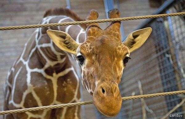 Danish Zoo Kills Giraffe To Avoid Inbreeding, Feeds It to Lions