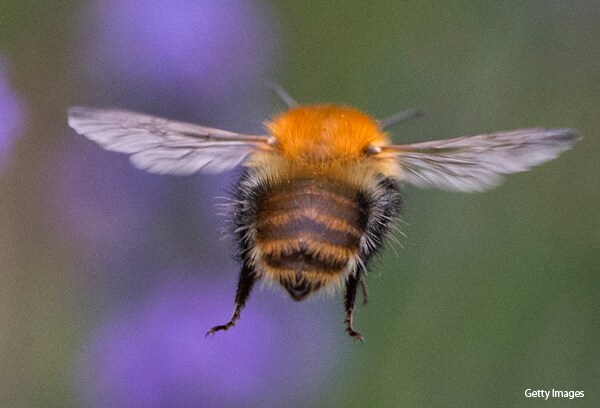 Bumble Bee Endangered? Group Sues for Protection of Dwindling Species