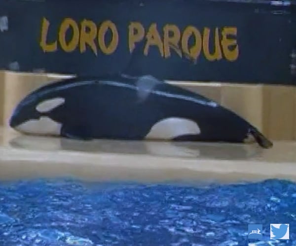 SeaWorld Orca Morgan Seen in Video Trying to Kill Herself? No, Says Zoo