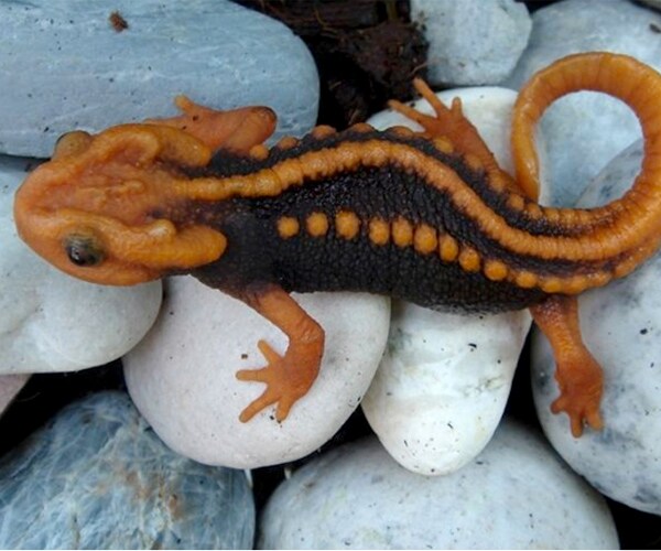 Klingon Newt Found in Mekong River