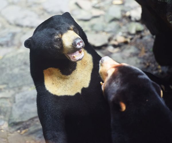 Chinese Zoo Denies Bears Are 'Humans in Disguise'