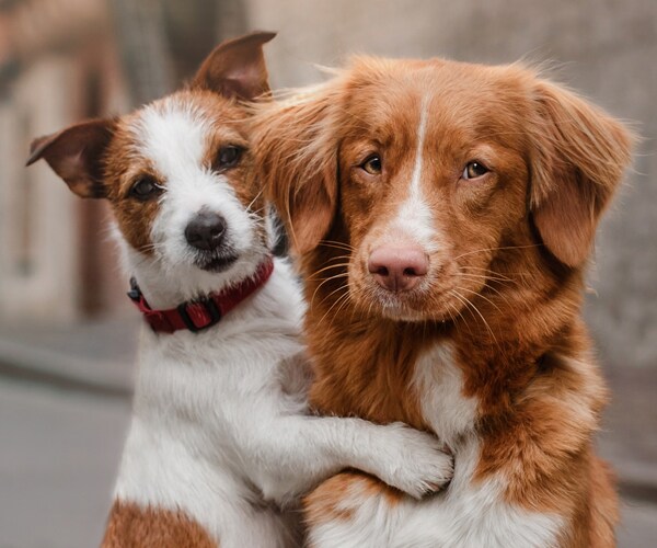 Dog Body Language Translated by Researchers