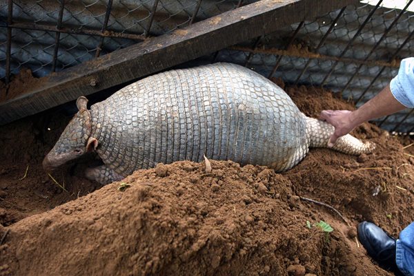 Leprosy in Florida? Officials Blame Unusual Spike on Armadillos