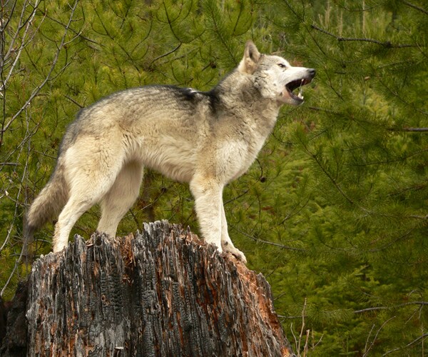 Washington Wolf Pack Preying on Cattle OK to Kill, Says State