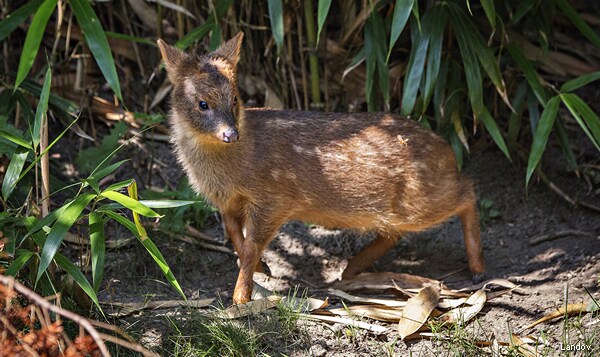 Pudu Deer Born at Queens Zoo Will Stand Foot Tall When Grown (Video)