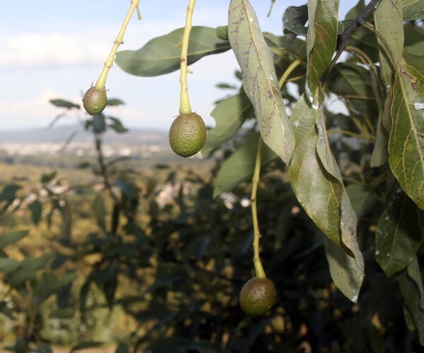 US Suspends Avocado Imports From Mexican State Due to Security Incident ...