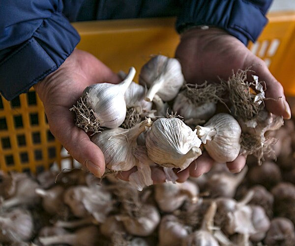 a man grabs and holds handfuls of garlic out of a large bushel