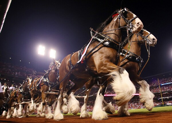 Budweiser Clydesdales NOT Headed for Beer Ad Glue Factory